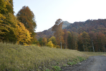 Fototapeta premium The flora of the mountain slopes of the Caucasus