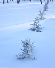 Winter Siberian forest, Omsk region