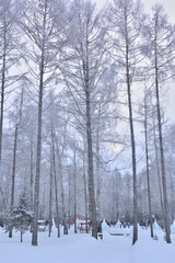 Winter Siberian forest, Omsk region