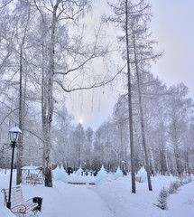 Winter Siberian forest, Omsk region