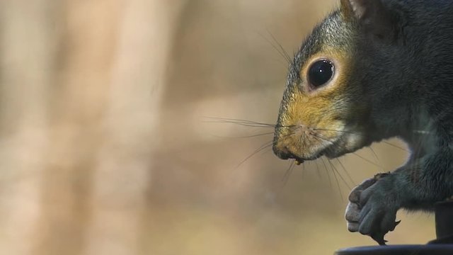 Slow motion 120fps closeup of squirrel face eating food from bird feeder
