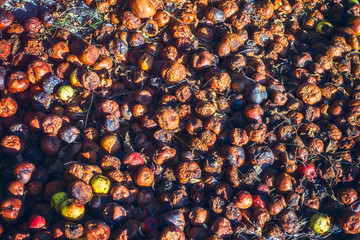 Rotten Apples on the ground