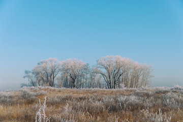 Meadows, bushes and trees covered with frost. Fabulous Winter landscape