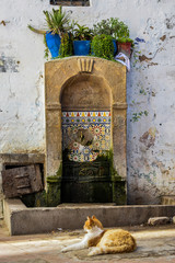 Kotek wypoczywający przy fontannie w  maroku