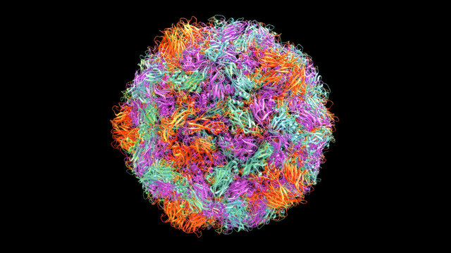 3D CG rendered image of scientifically accurate Human Rhino Virus (common cold virus) Capsid Structure based on PDB : 4RHV (ribbon style)