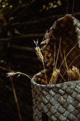 Spikelets of wheat in a wicker basket