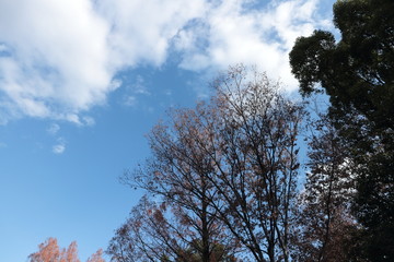 冬の木々