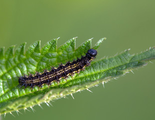 Macrophotographie insecte - Chenille de la petite tortue - Aglais urticae - Lepidoptere