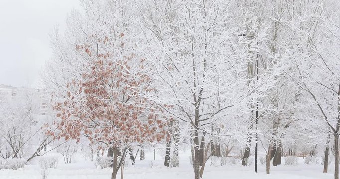 Snow-covered city park