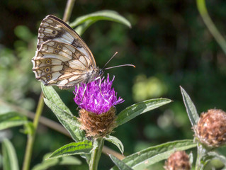 Macrophotographie insecte - Demi deuil - Melanargia galathea - Lepidoptere