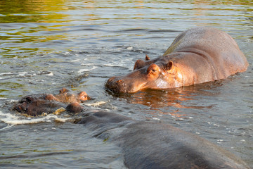 A group of common hippopotamus (Hippopotamus amphibius), or hippo, in the South Luangwa river, South Luangwa, Zambia, Africa