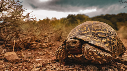 South African Leopard Tortoise on 4x4 mountain Trial in Western Cape