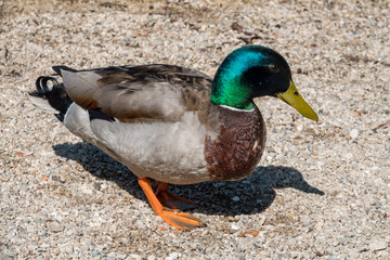 Wildente am Fluß