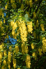gelber Goldregen als Nahaufnahme