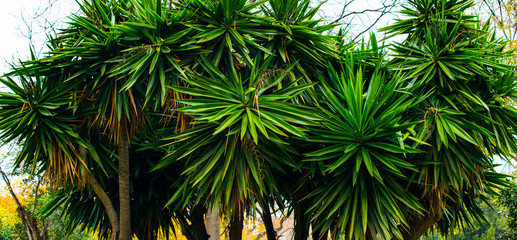 palm leaves green and yellow on a natural background