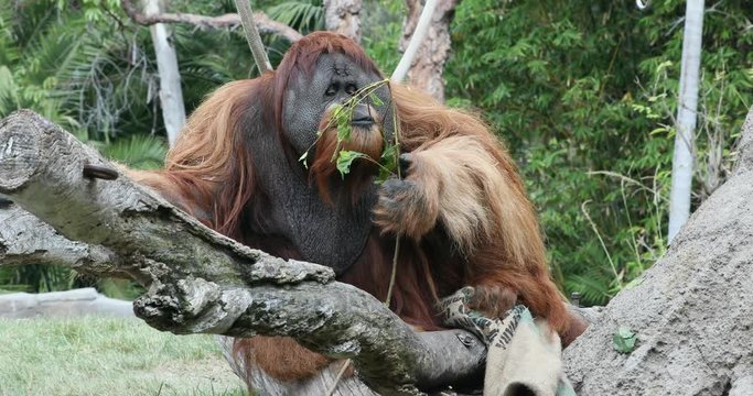 Orangutan sitting in tree eating leaves San Diego. Orangutans species of great apes native to Indonesia and Malaysia. Currently only found in the rain forests of Borneo and Sumatra.