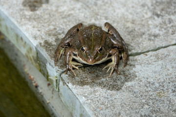 brauner Frosch mit grünen Strich und spitzer Nase