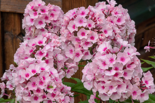 Nahaufnahme von einen rosa Flox im Garten von Tulln