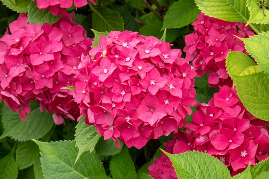 Nahaufnahme von einer roser Hortensie im Garten von Tulln