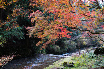 Autumn Leaves in Kyoto, Japan