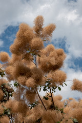 Per&uuml;ckenstrauch und Wolkenhimmel in Tulln