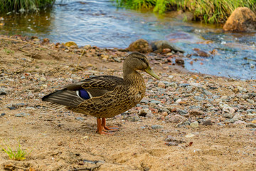 Duck on the lake at the mouth of the river