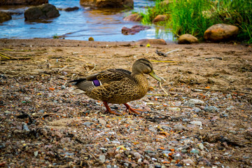 Duck on the lake at the mouth of the river
