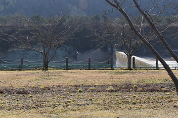 冬の公園と一羽の鳥