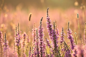 Loosestrife (Lythrum salicaria) on a meadow