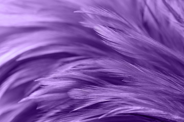 Purple chicken feathers in soft and blur style for background