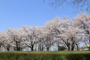 Obraz premium 桜並木 満開の桜 満開の桜並木 