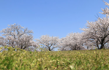 Fototapeta premium 桜並木 満開の桜 満開の桜並木 