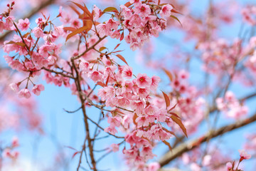 Wild Himalayan Cherry Blossoms in spring season (Prunus cerasoides), Sakura in Thailand, selective focus, Phu Lom Lo, Loei, Thailand.