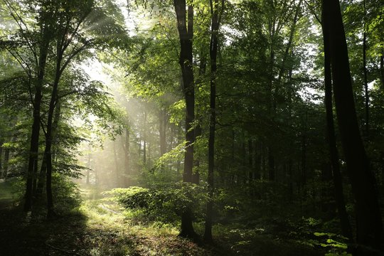 Fototapeta Oaks in the spring forest at dawn