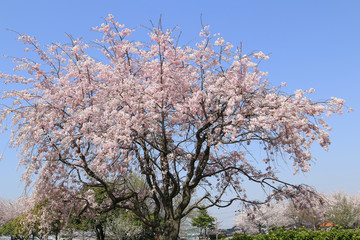Fototapeta premium 満開の桜並木 桜並木 満開の桜 染井吉野桜