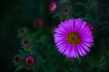 violet flower aster macro