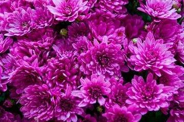 many flowers pink chrysanthemum background