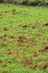 Grass Field - clay/mud  4