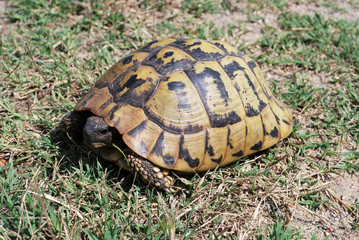 Hermann's tortoise (Testudo hermanni) in Serbia