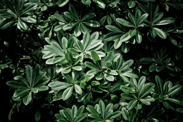 Fototapete Rund green leaves natural background wallpaper, texture of leaf, leaves with space for text  © waranyu