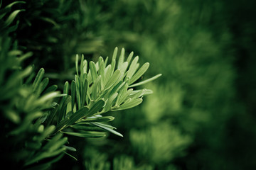 green leaves natural background wallpaper, texture of leaf, leaves with space for text 