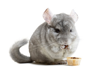 Сute furry chinchilla eating crunchy snack nutrition on white background