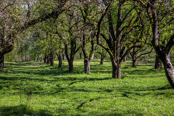 Fototapeta premium Old spring garden