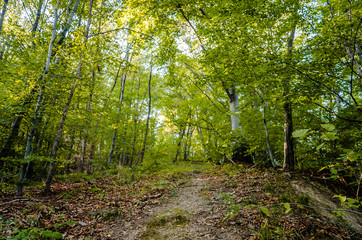 Obraz premium trails in the woods