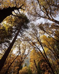 Yosemite Fall Trees