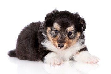 adorable sheltie puppy posing on white background