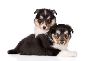 two adorable sheltie puppies posing together