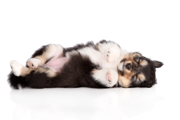 adorable sheltie puppy sleeping upside down on white