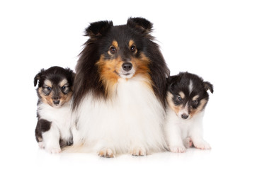 beautiful sheltie dog posing with two puppies on white