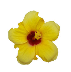 yellow flower Hibiscus rosa sinensis isolated on black background